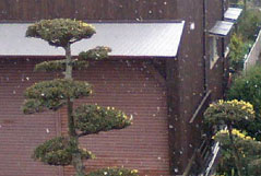 初雪!!
