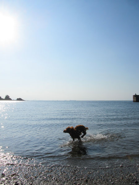 チョコディーと海♪