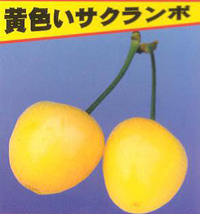 ☆さくらんぼ~♪