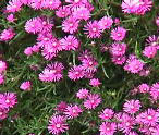 ☆松葉菊