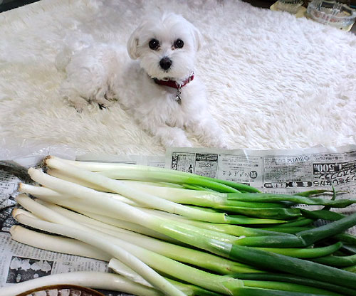 新鮮お野菜~♪