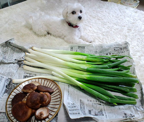 新鮮お野菜~♪