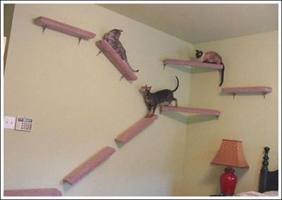 キャットウォーク♪