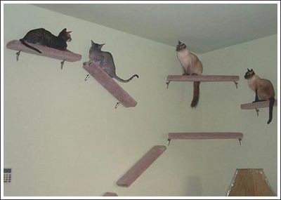 キャットウォーク♪