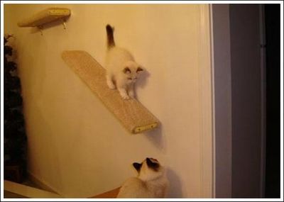 キャットウォーク♪