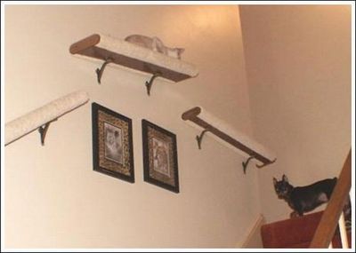 キャットウォーク♪