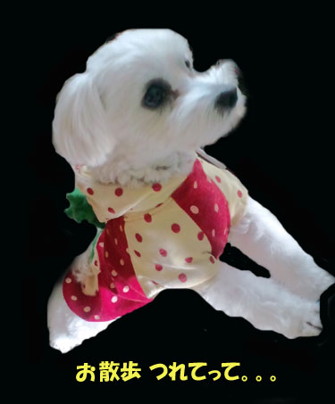 お願い・・・