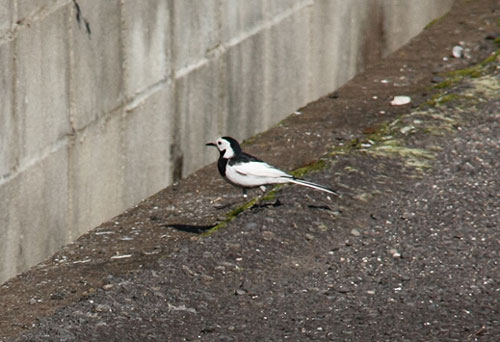 この鳥さんは・・・