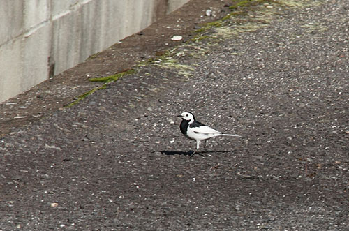 この鳥さんは・・・