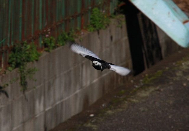 この鳥さんは・・・