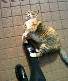☆となりの猫?
