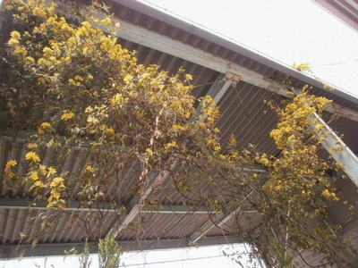 ラベンダー