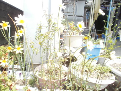 西洋菊
