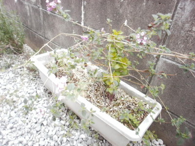 カランコエ