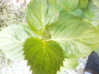 西洋菊