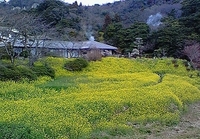 明礬に咲くのは湯の花と・・・