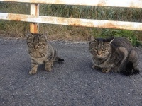 今日出会った野良猫ちゃん。。。とれいんぼー＊