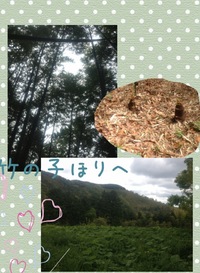タケノコ掘りとバーベキュー+++