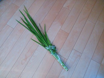 端午の節句…