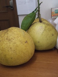 柑橘パワーで風邪をぶっ飛ばす！