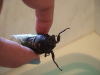 虫のしらせ??