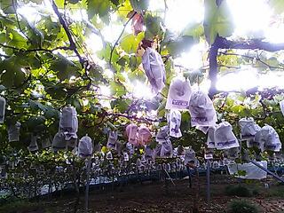 葡萄狩りに行ってきたよ