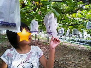 葡萄狩りに行ってきたよ