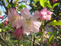 庭の花木も開花～
