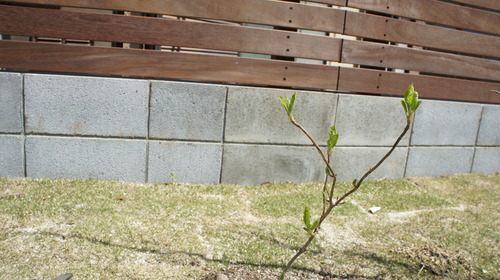 庭の花と家庭菜園。