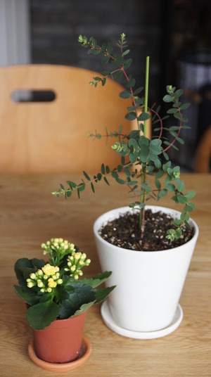 植物と　うどんスープ。