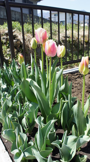 庭の花と家庭菜園。
