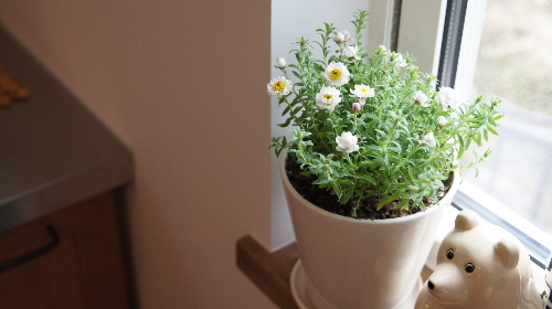 鉢植え。