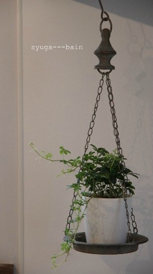 鉢植え。