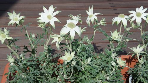 花・花・花・・・。