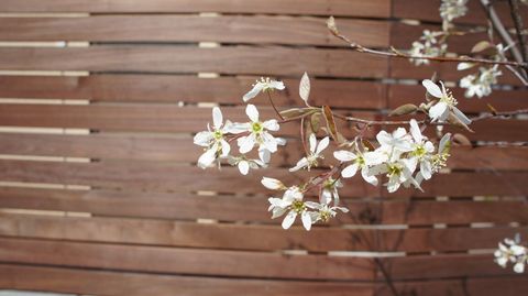 花・花・花・・・。