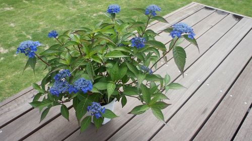 虫捕り。