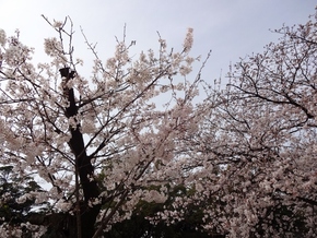 城址公園で花見。