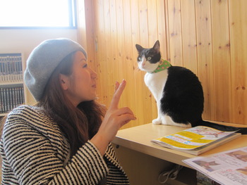 猫カフェ。