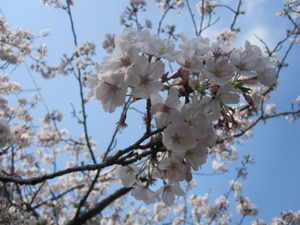 花見。