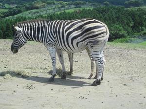 アフリカンサファリ。