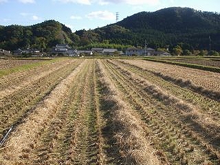 麦畑