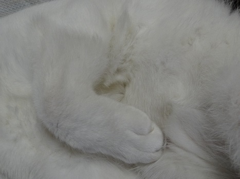ふわふわ ふわふわ