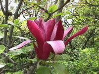 307　木蘭の涙