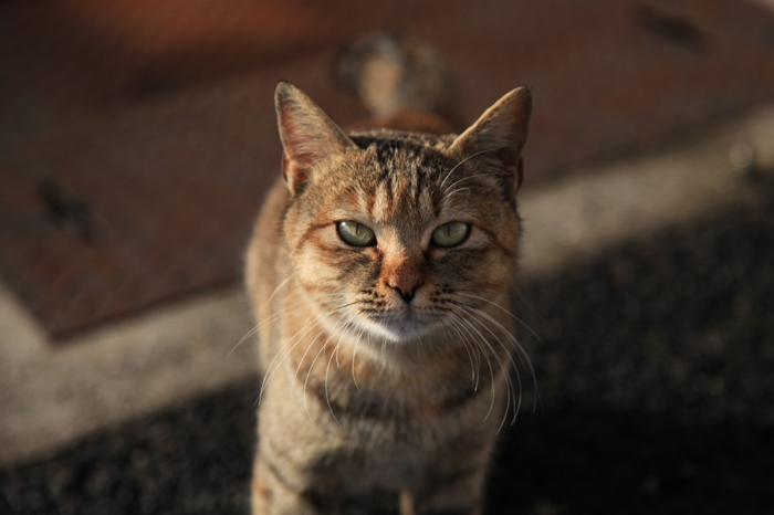 母猫は知っている。