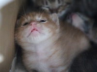 眠たいにゃ～
