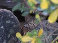 野良猫魂。