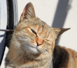 ねっこう仮面