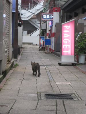 猫(ね)― ここに 来い