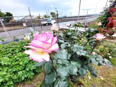 庭の薔薇が見ごろを迎えました。