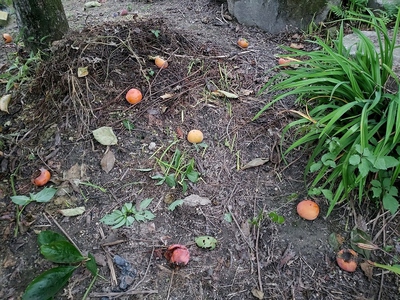 柿を収穫しましたが・・・・！